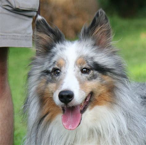 Merle sheltie - 2. Support Animals for Cancer Patients - Article on the Benefits of Emotional Support Animals for Cancer Patients. Cosme Shelties is a sheltie breeder located in Texas, in the Houston area (Katy), Texas breeders of quality AKC Shetland Sheepdogs and Sheltie puppies. We occasionally have Sheltie puppies for sale to pet/companion homes.